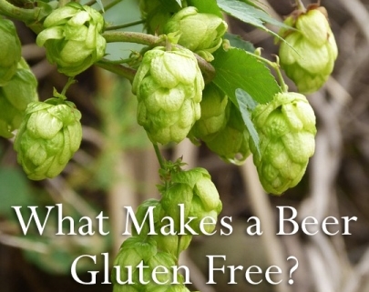 Hops Are Gluten Free