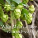 Hops Are Gluten Free